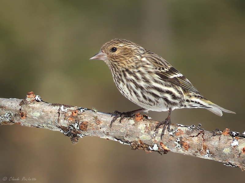 Tarin des pins / Pine Siskin