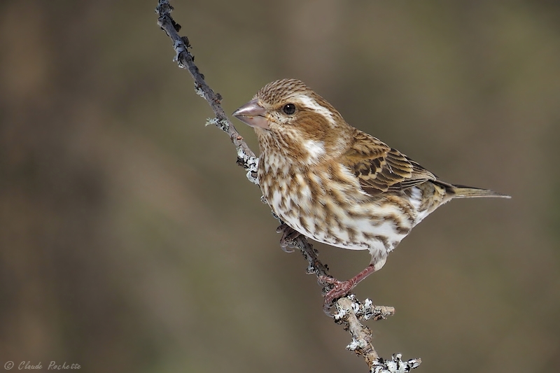 Roselin Pourpr / Purple Finch