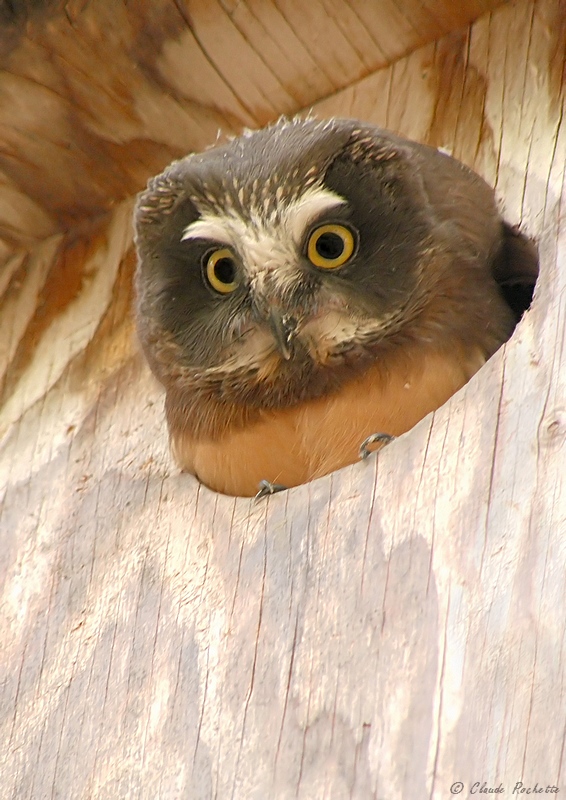 Petite Nyctale / Northern Saw-whet Owl
