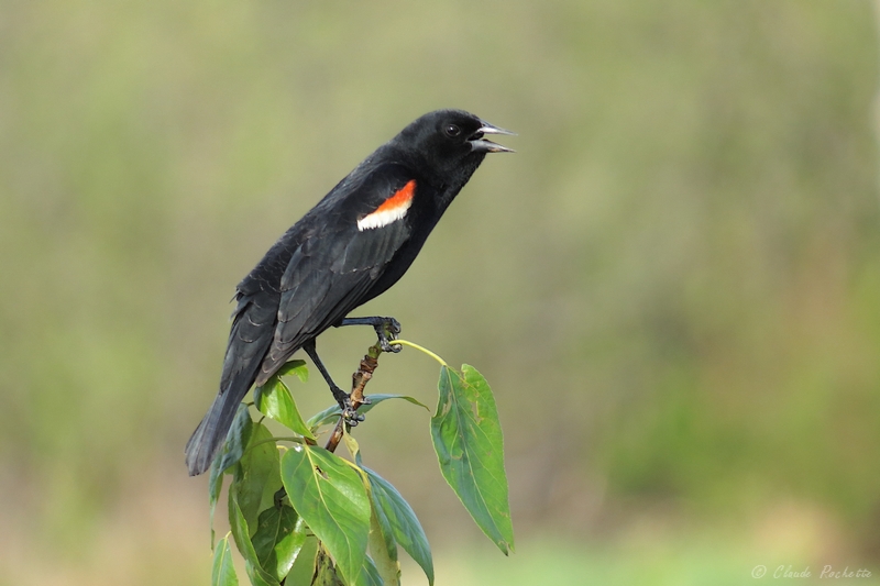 Carouge  paulette / Red-winged Blackbird