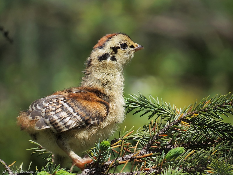 Tétras du Canada / Spruce Grouse