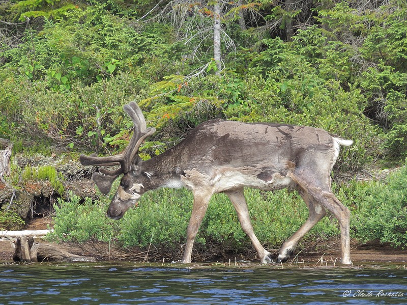 Caribou des bois / Woodland Caribou
