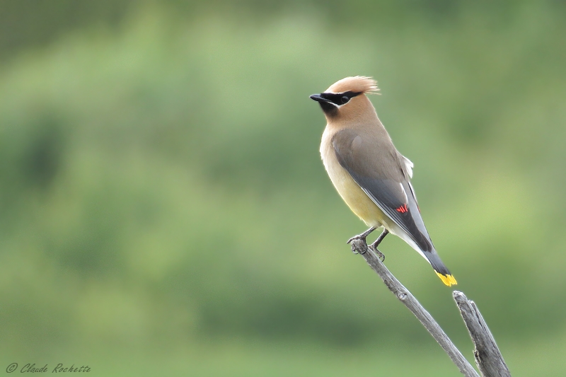 Jaseur d'Amrique / Cedar Waxwing