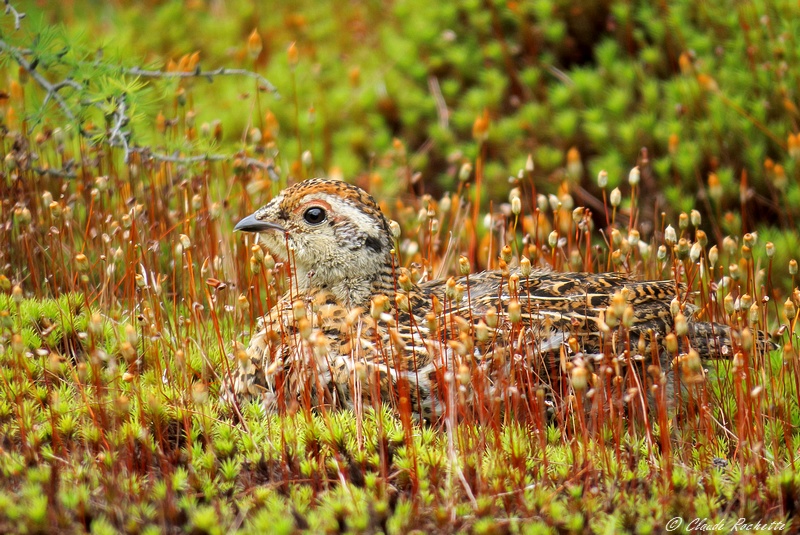 Tétras du Canada / Spruce Grouse