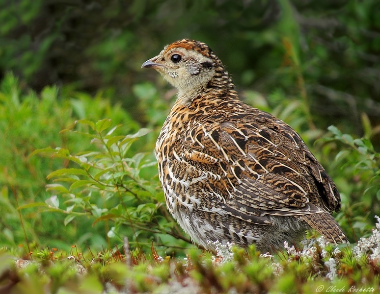 Tétras du Canada / Spruce Grouse