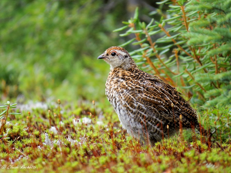 Tétras du Canada / Spruce Grouse