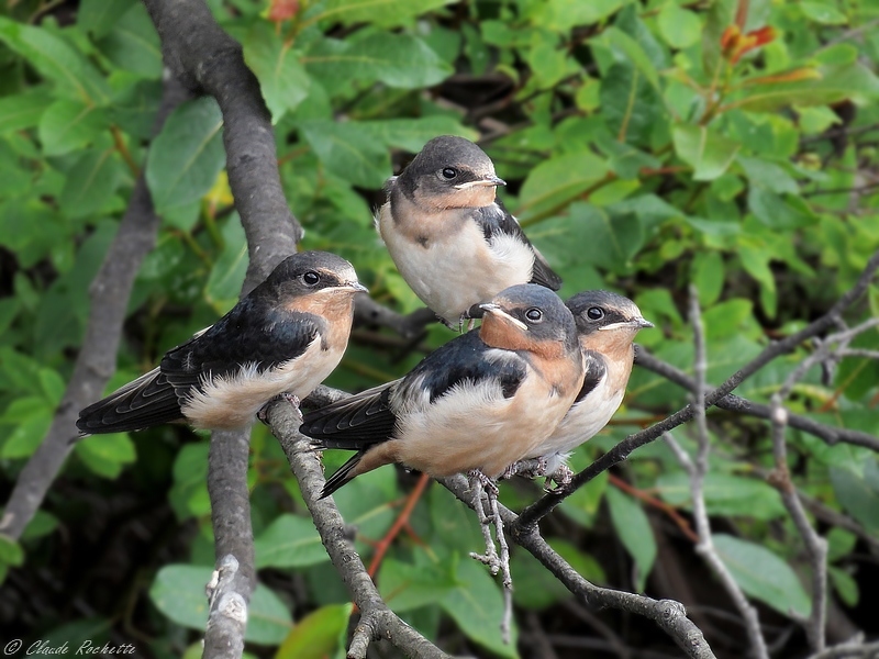 Hirondelle rustique / Barn Swallow
