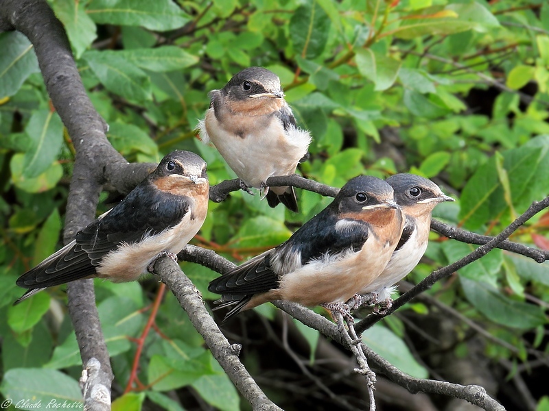 Hirondelle rustique / Barn Swallow