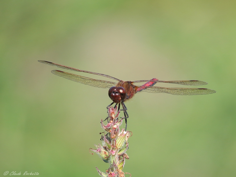 Sympetrum Intime / Cherry-faced Meadowhawk