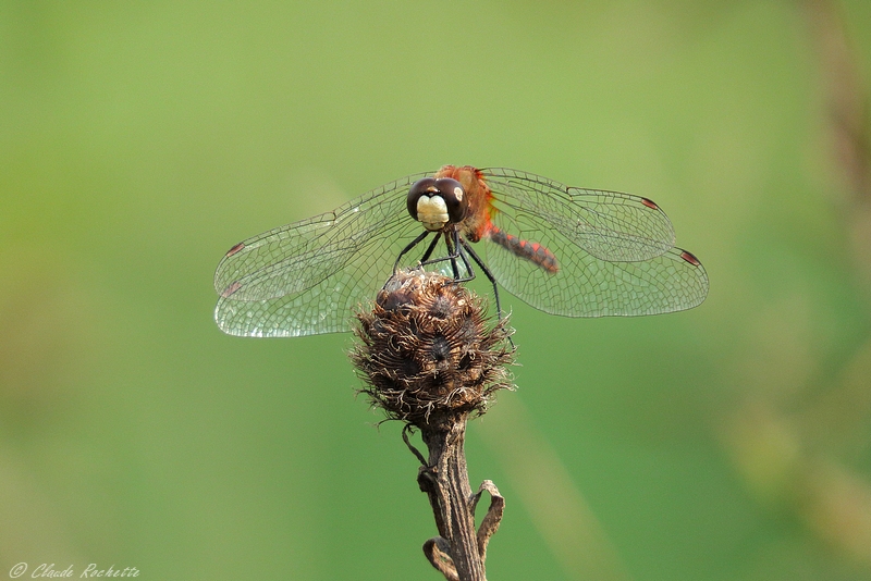 Sympetrum claireur ( Obstrusum ) / White-faced Meadowhawk