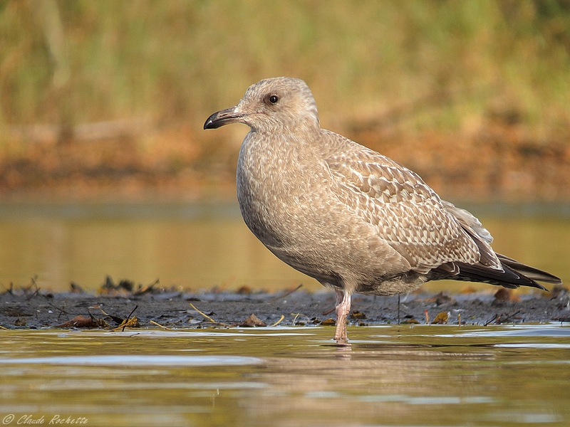 Goland Argent / Herring Gull