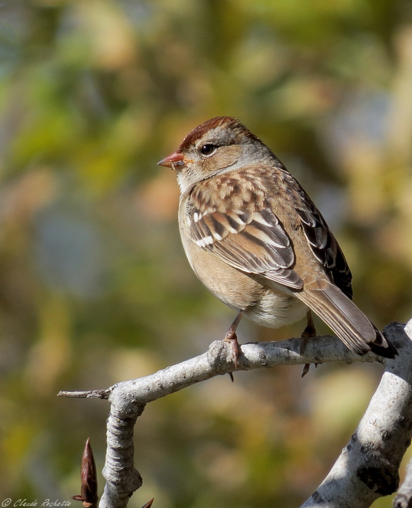 Bruant  couronne blanche / White-crowned Sparrow