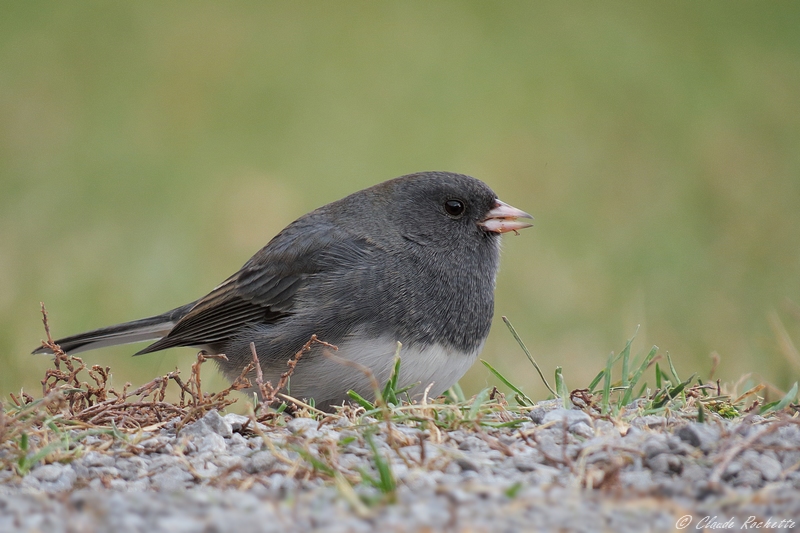 Junco Ardois / Dark-eyed Junco