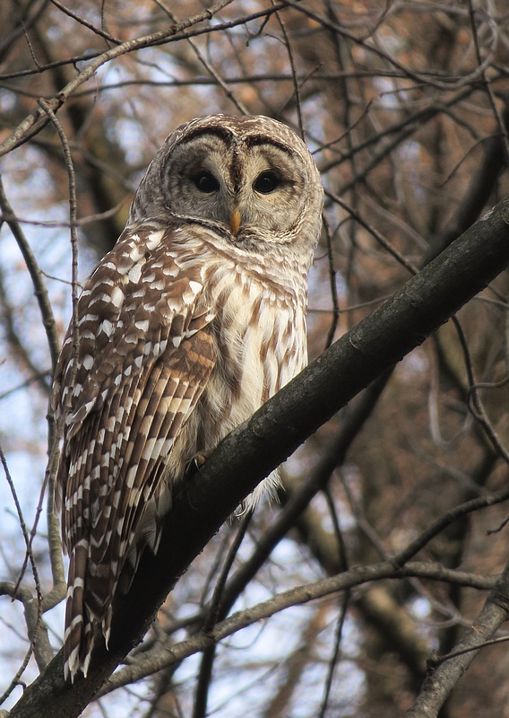 Chouette rayée / Barred Owl