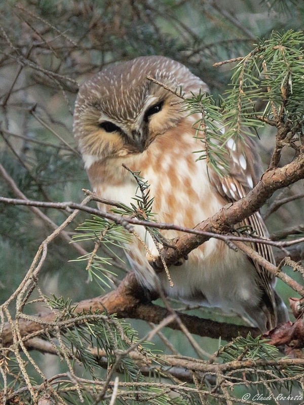 Petite nyctale / Northern Saw-whet Owl