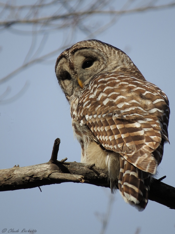 Chouette rayée / Barred Owl