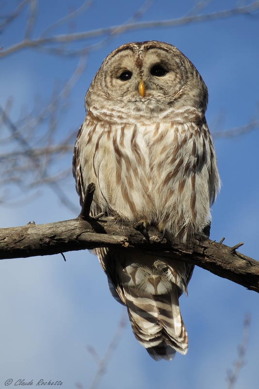 Chouette rayée / Barred Owl