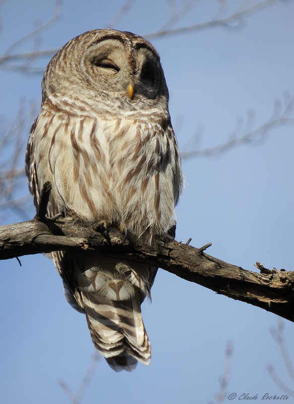 Chouette rayée / Barred Owl
