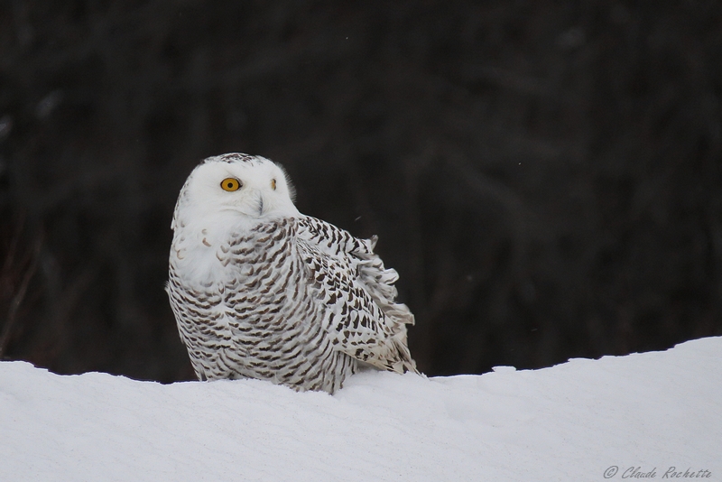 Harfang des neiges / Snowy Owl