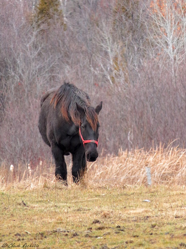 Cheval / Horse