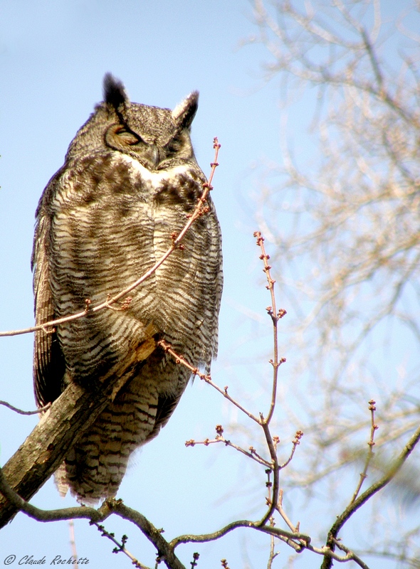 Grand Duc d'Amérique / Great Horned Owl