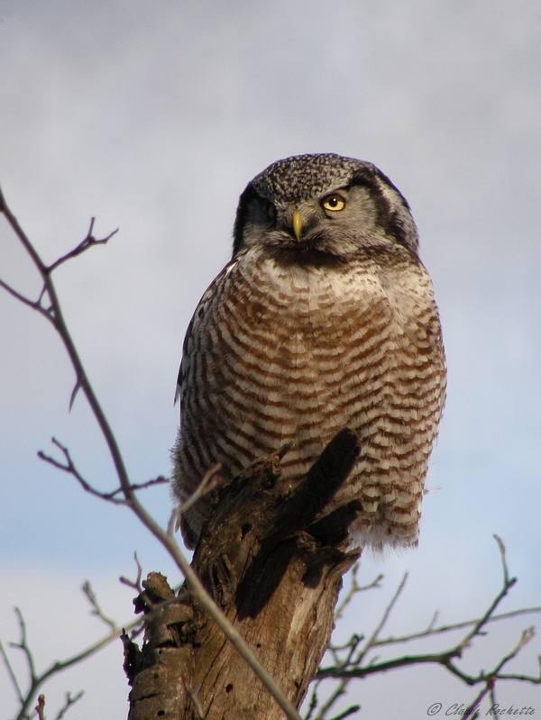Chouette Épervière / Northern Hawk Owl