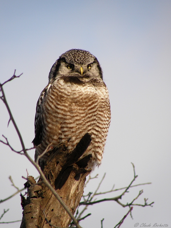 Chouette Épervière / Northern Hawk Owl