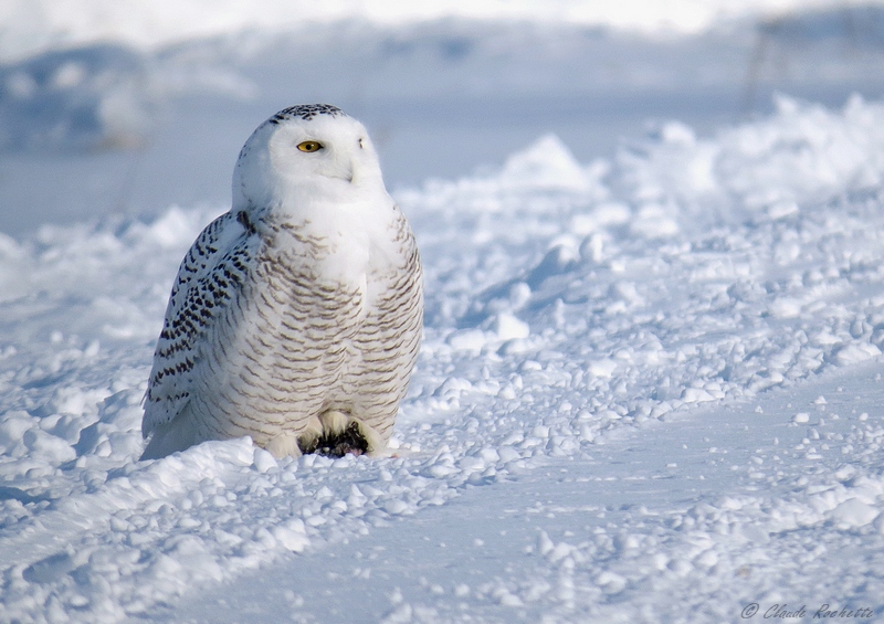 Harfang des neiges / Snowy Owl