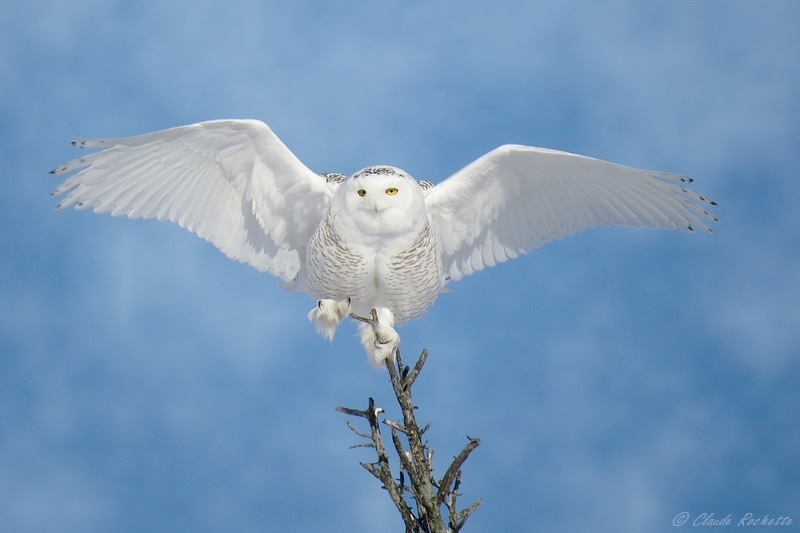 Harfang des neiges / Snowy Owl