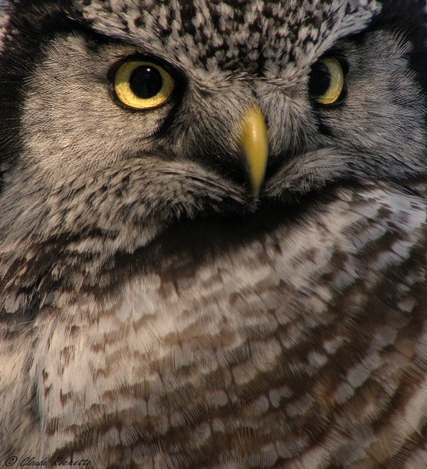 Chouette Épervière / Northern Hawk Owl
