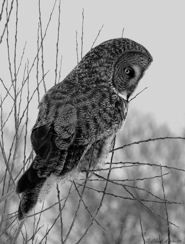 Chouette Lapone / Great Grey Owl