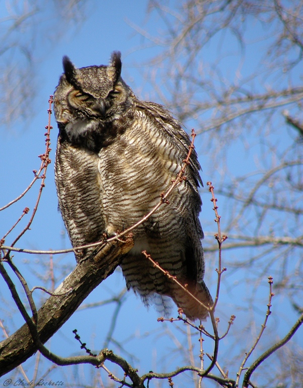 Grand Duc d'Amérique / Great Horned Owl