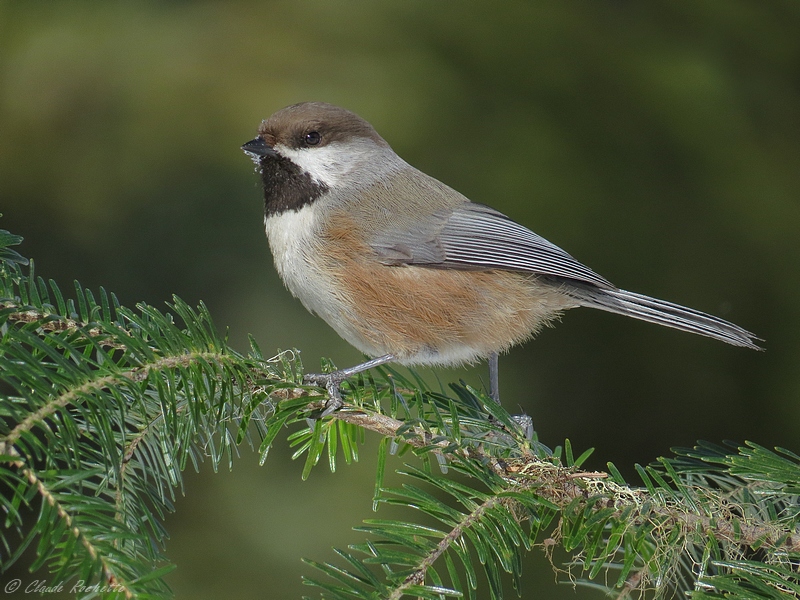 Mésange à tête brune / Boreal Chickadee