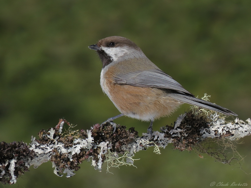 Msange  tte brune / Boreal Chickadee