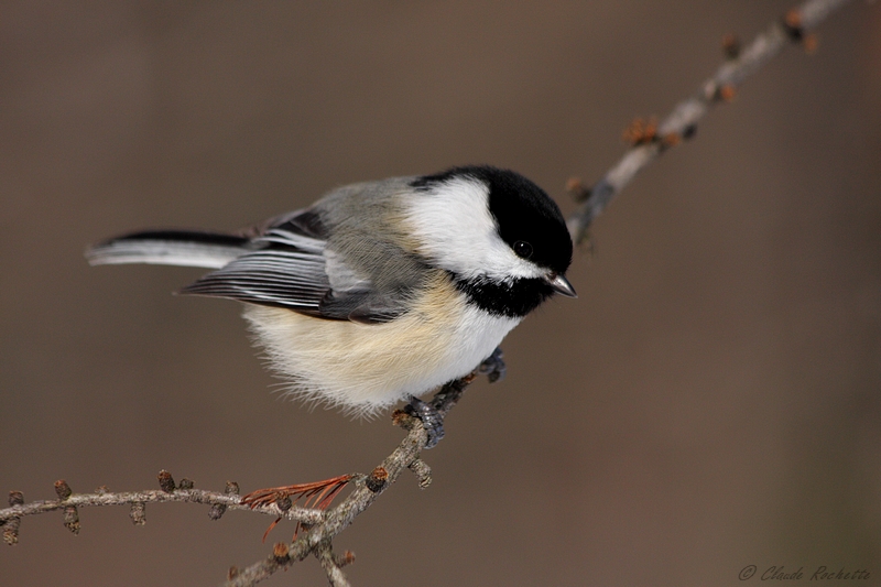 Msange  tte noire / Black-capped Chickadee