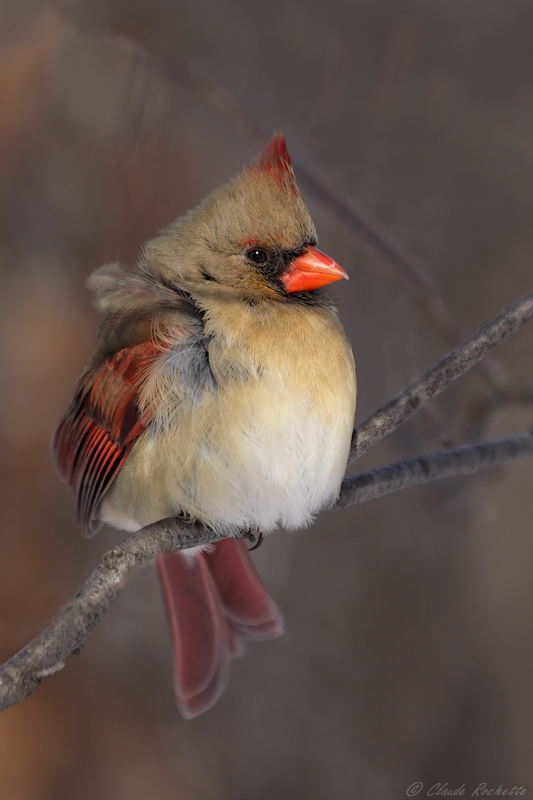Cardinal rouge / Northern Cardinal