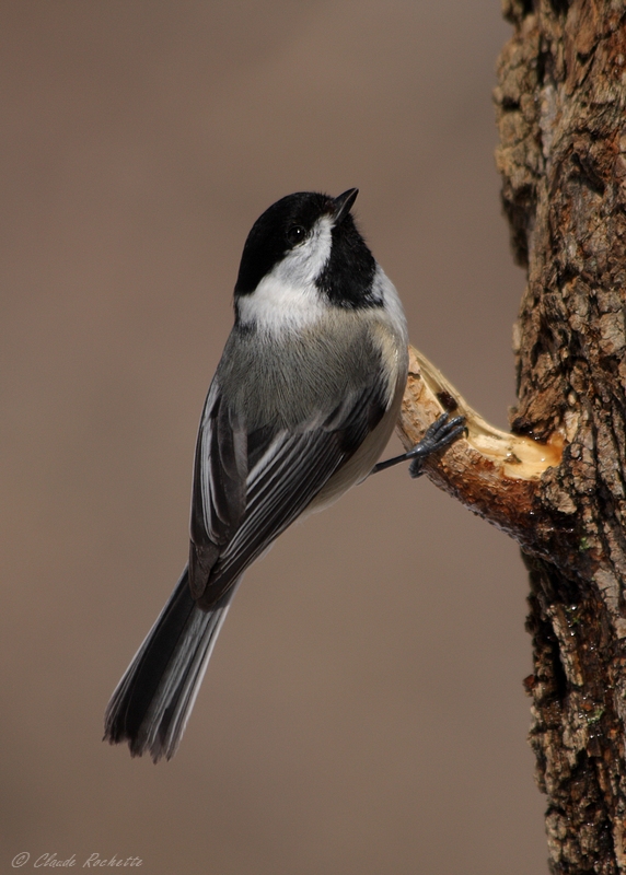 Msange  tte noire / Black-capped Chickadee