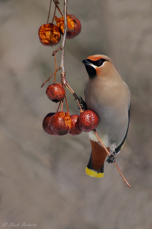 Jaseur boral / Bohemian Waxwing