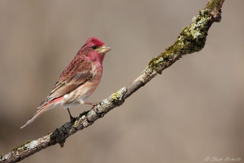 Roselin pourpr  / Purple finch