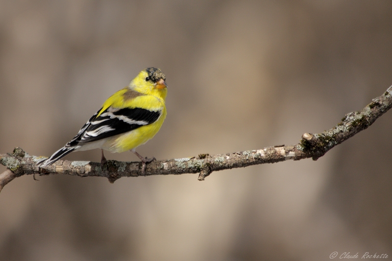 Chardonneret jaune / Amerrican Goldfinch