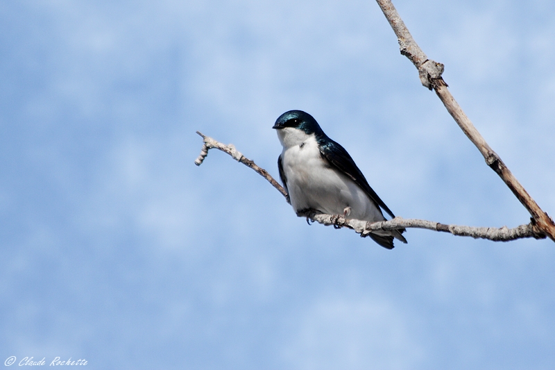 Hirondelle bicolore / Tree Swallow