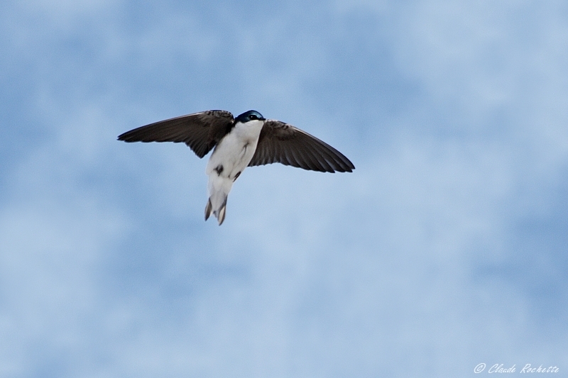 Hirondelle bicolore / Tree Swallow