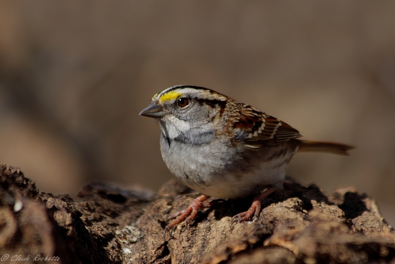 Bruant à gorge blanche / White-throated Sparrow