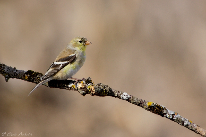 Chardonneret jaune / Amerrican Goldfinch