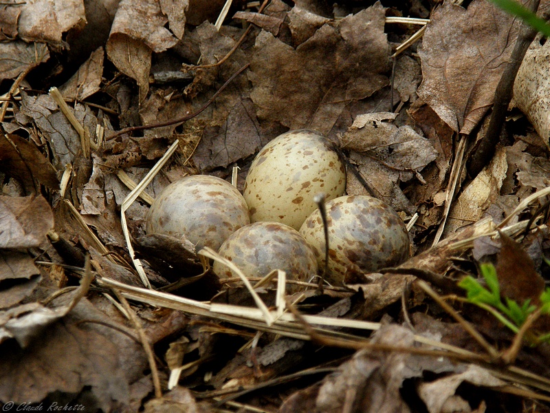 Nid de bcasse d'Amrique / American Woodcock's nest