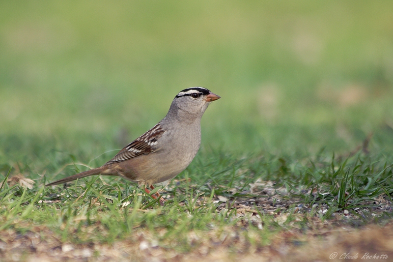 Bruant  couronne blanche / White-crowned Sparrow