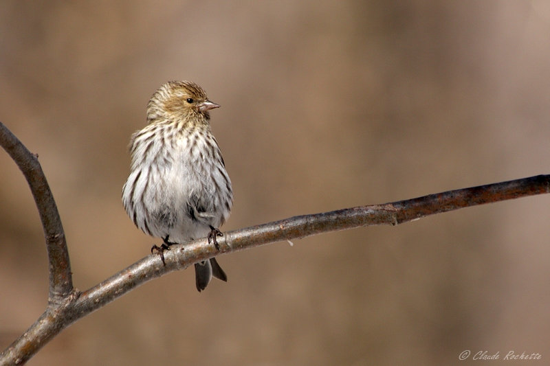 Tarin des pins / Pine Siskin