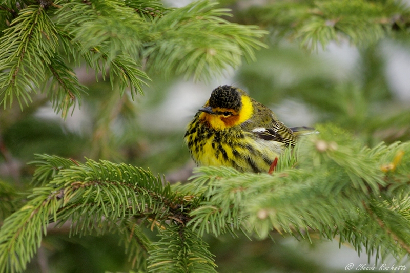 Paruline tigr / Cape May Warbler