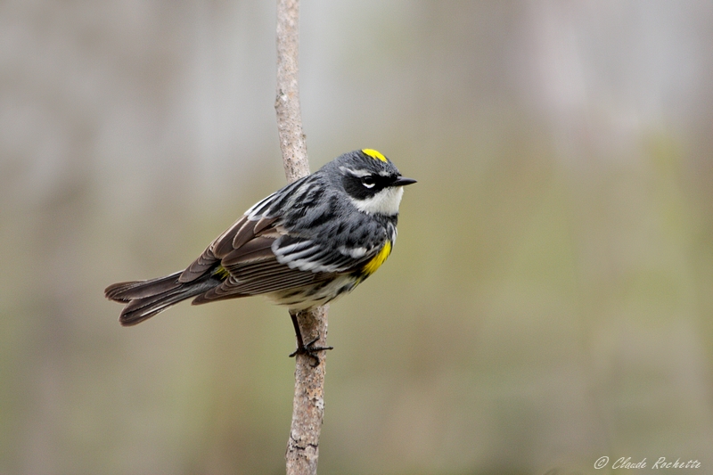 Paruline  croupion jaune / Yellow-rumped Warbler