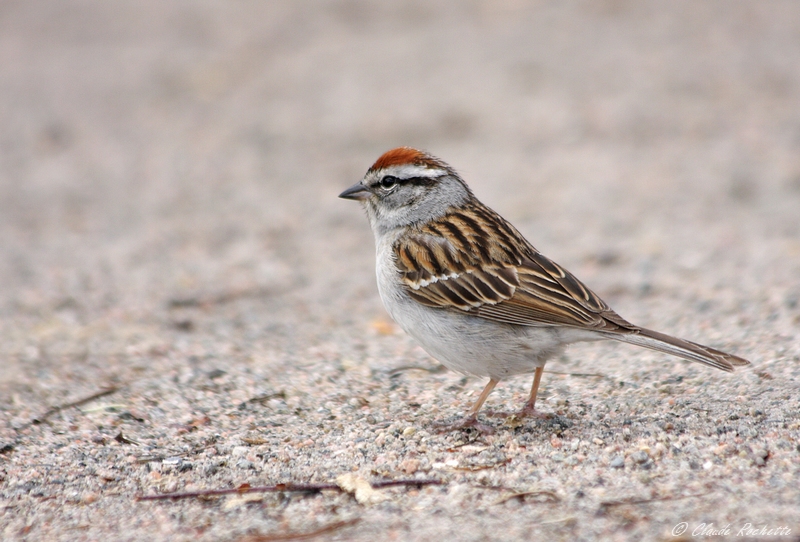 Bruant Familier / Chipping Sparrow